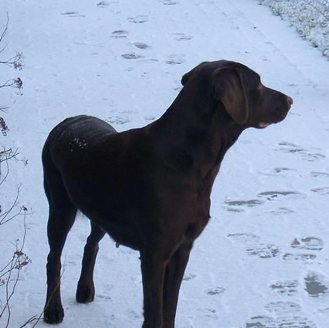 Blanding af racer Maggie - En dame vil jo gerne ses fra sin bedste side..... billede 7