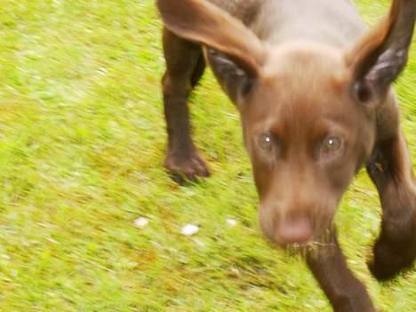 Blanding af racer Maggie - Jeg kan Flyyyyyyyyyyyve !!!!!! billede 8