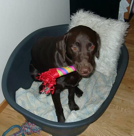 Blanding af racer Maggie - Sådan kan man også fejre det nye år..... billede 9