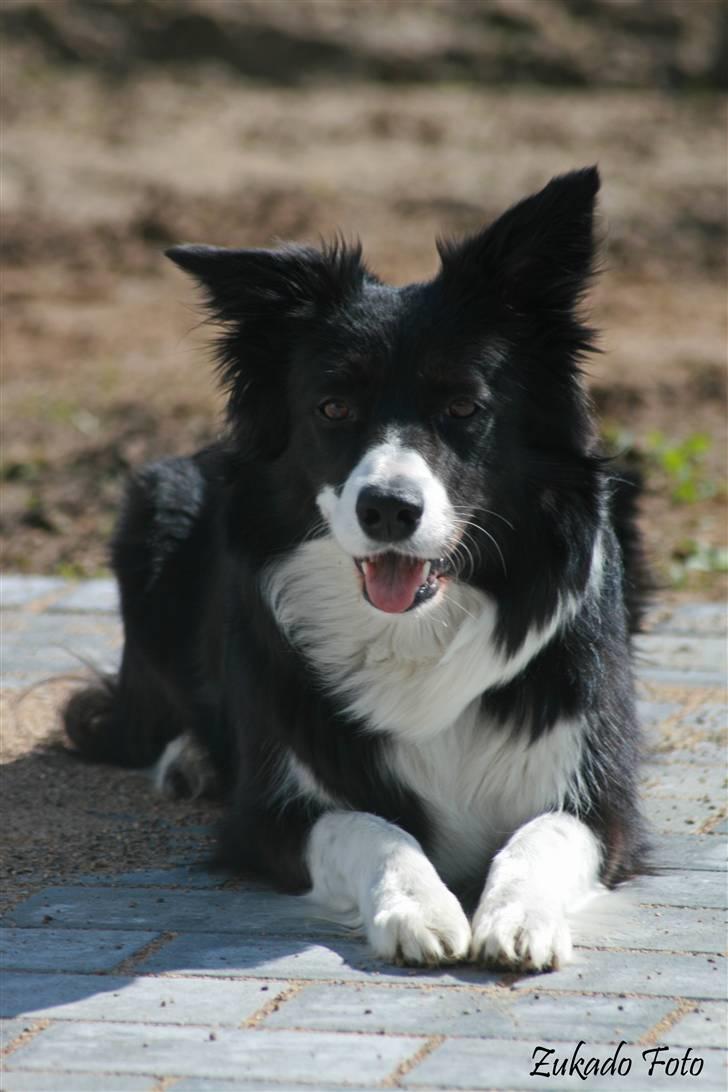 Border collie Solfari´s Holly <3 - Min søde vovse Holly... billede 4