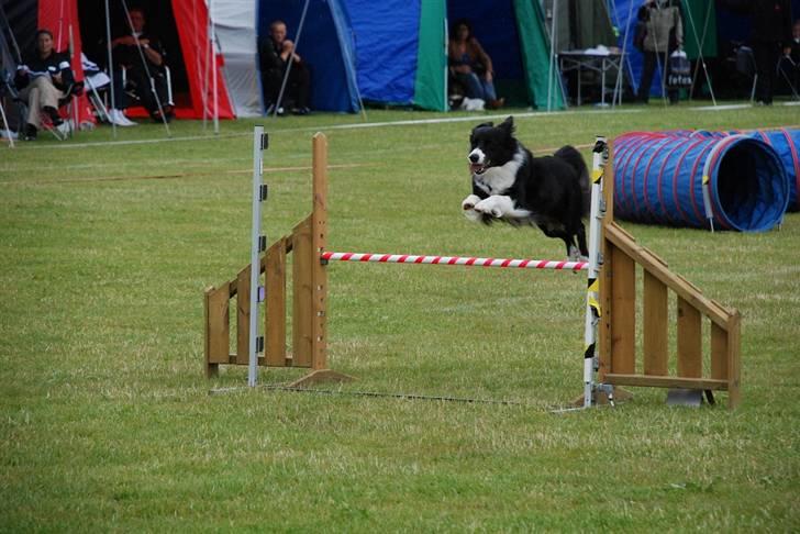 Border collie Solfari´s Holly <3 - Agilitykonkurrence billede 6