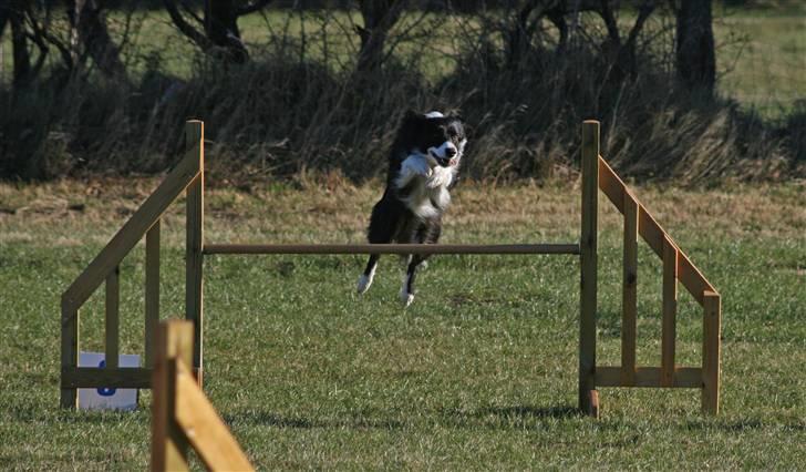 Border collie Solfari´s Holly <3 - konkurrence :) billede 8