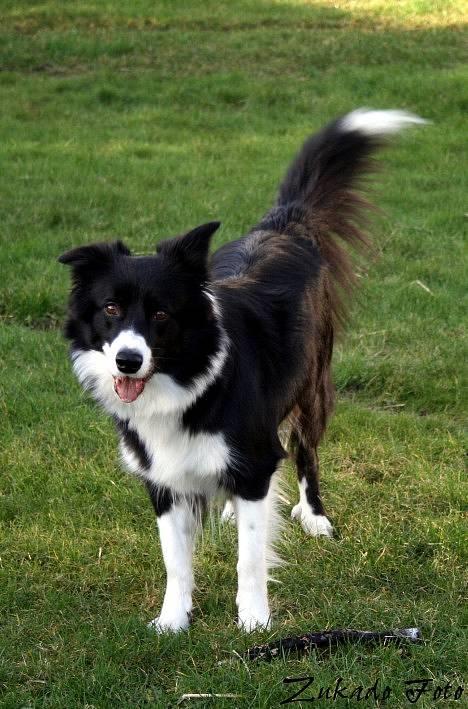 Border collie Solfari´s Holly <3 - sommer, sommer og sol... billede 11