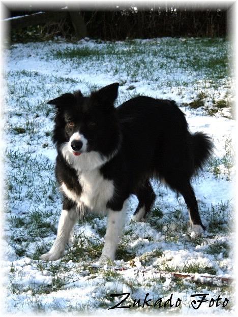 Border collie Solfari´s Holly <3 - I vinters. billede 12