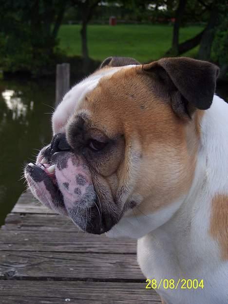 Engelsk bulldog Tsar - Selv i profil er jeg da total lækker...;-) billede 2