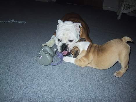 Engelsk bulldog Tsar - Tsar (til højre) og hans gamle lege kammerat Oscar billede 3