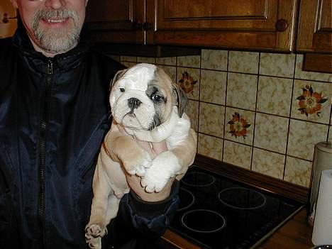 Engelsk bulldog Tsar - Det første billede af Tsar vi fik sendt inden vi så ham billede 4