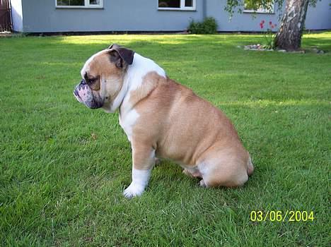 Engelsk bulldog Tsar - Bliv nu færdig med det kamera! billede 5