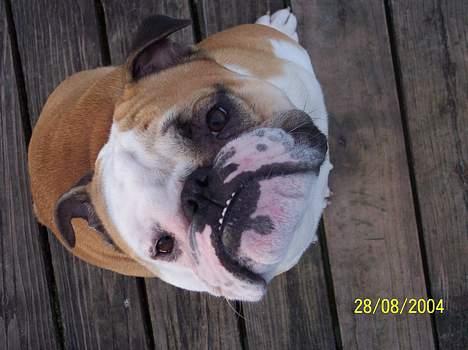 Engelsk bulldog Tsar - giv mig så den godbid...!!! billede 6