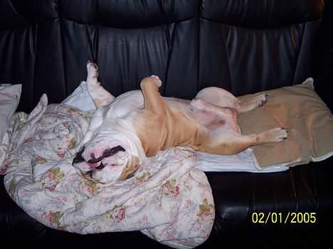 Engelsk bulldog Tsar - Et af mine mange alslappende øjeblikke... billede 7