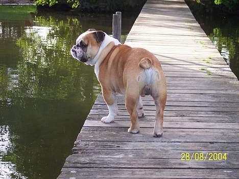 Engelsk bulldog Tsar - Man må da sige at jeg ligner en model...;-) billede 8