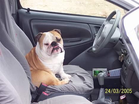 Engelsk bulldog Tsar - Kører vi snart eller hva..?! billede 9