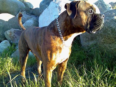 Boxer Bruce  - 3/6-06 billede 1