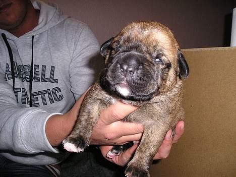 Boxer Bruce  - Her er han kun et par uger gammel, og er lige ved at få øjne :) billede 2