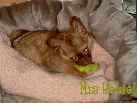 Chihuahua Jessie - Her er jeg ikke så gammel.. billede 2