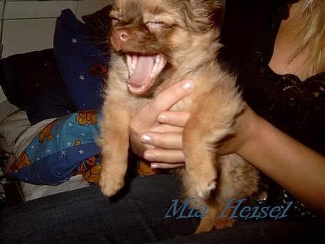 Chihuahua Jessie - gaaaab .... *smiler* billede 3