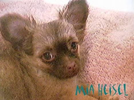 Chihuahua Jessie - hej allesammen:) billede 4