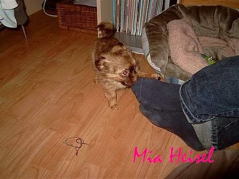 Chihuahua Jessie - må jeg lige nappe lidt i den her? billede 5