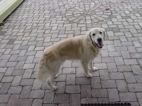 Golden retriever Buller  - Skal vi ud og gå nu???? billede 5