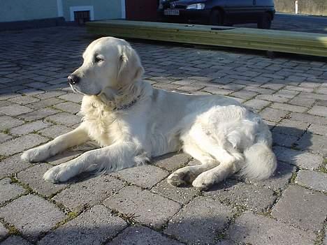 Golden retriever Buller  billede 6