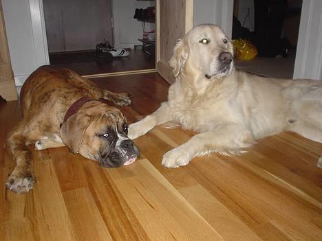 Golden retriever Buller  - Nøj hvor er vi trætte!! billede 7