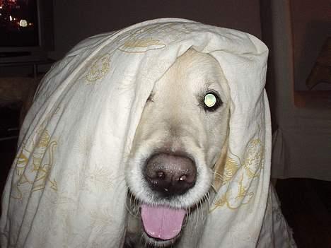 Golden retriever Buller  billede 8