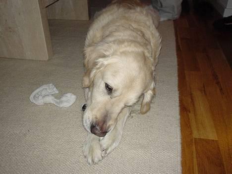 Golden retriever Buller  billede 9