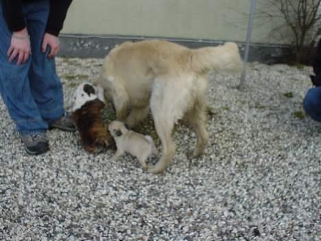 Golden retriever Buller  - Buller sammen med Trunte (engelsk bulldog 13 uger) og Cæsar (Mops 8 uger) billede 10