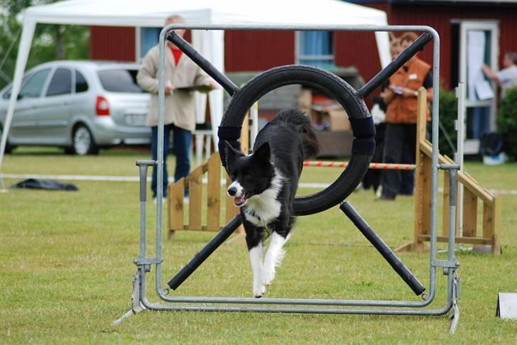 Border collie Solfari´s Holly <3 - til konkurrence :) billede 10
