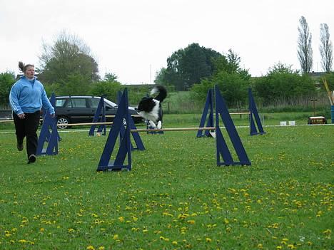 Border collie Kenzo - Kenzo på agilitybanen billede 10