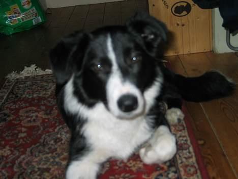 Border collie Dallas billede 9