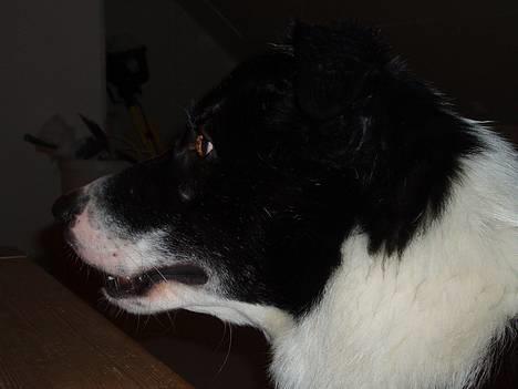 Border collie Dallas - jamen, var det ikke en kat der kom forbi der? billede 10