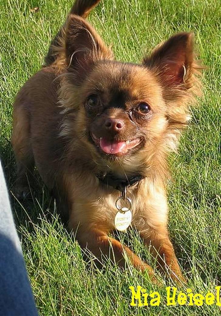 Chihuahua Jessie - skal vi lege?.. billede 6