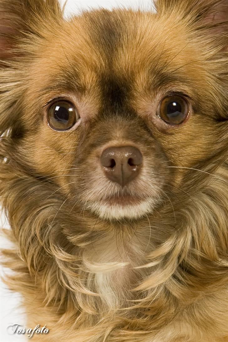 Chihuahua Jessie - lækker vaps billede 7