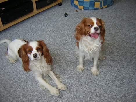 Cavalier king charles spaniel Molly - Molly og Gizmo er vi ikke et kønt par? billede 3