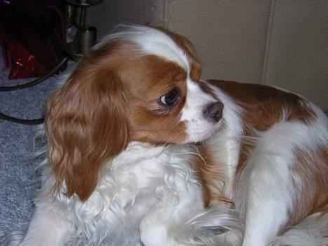 Cavalier king charles spaniel Molly - hey hvor blev kæresten af? billede 4