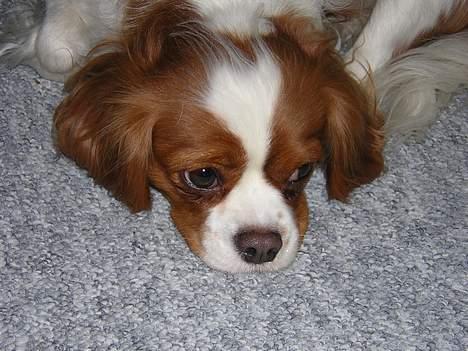 Cavalier king charles spaniel Molly - tager lige en slapper billede 5