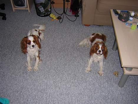 Cavalier king charles spaniel Molly billede 6