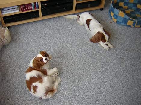 Cavalier king charles spaniel Molly - hviler lige efter en lang tur.... billede 7