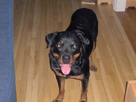 Rottweiler Kira - *pese* billede 1