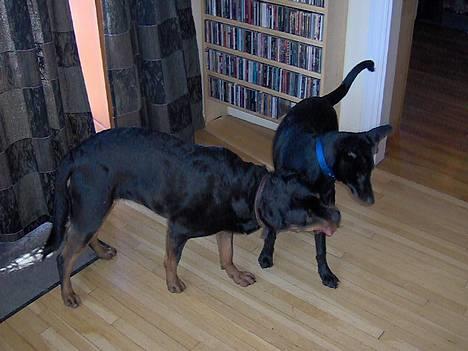 Rottweiler Kira - Jeg elsker å leke billede 2