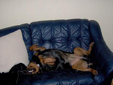 Rottweiler Kira - og jeg elsker å sove billede 3