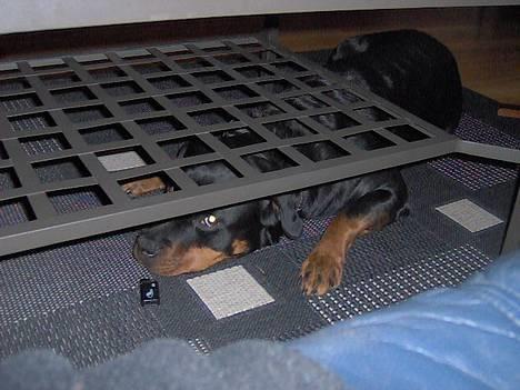 Rottweiler Kira - Hva hun gjør under bordet aner jeg ikke, men søt er hun jo. billede 4