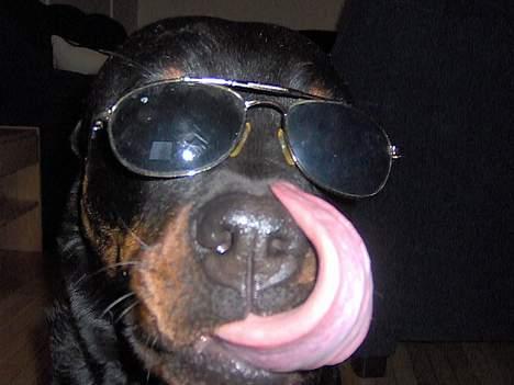 Rottweiler Kira - Noen ganger er hun en kul hund. billede 5