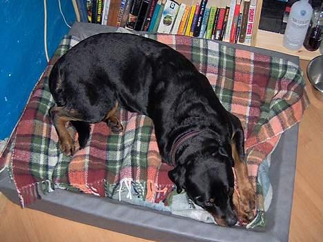 Rottweiler Kira - Oftest sover hun dog billede 6