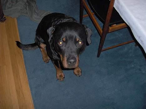 Rottweiler Kira - Var ikke så glad i kameraet før billede 7