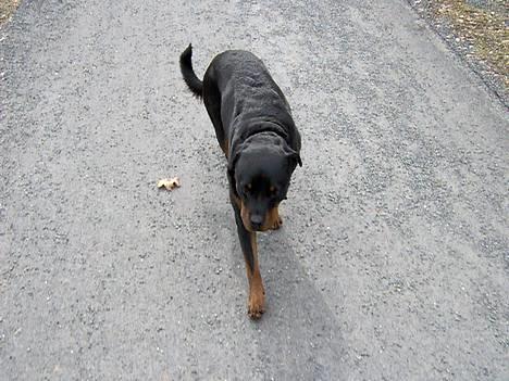 Rottweiler Kira - Deilig å spasere litt. billede 9