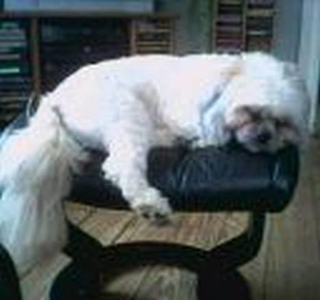 Lhasa apso Ozzy - Det er taget med mobiltelefon, så det er ikke så god kvalitet, men er han ikke sød?? billede 6