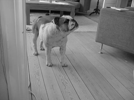 Engelsk bulldog Balder - ja Mor jeg skal nok sidde helt stille billede 1