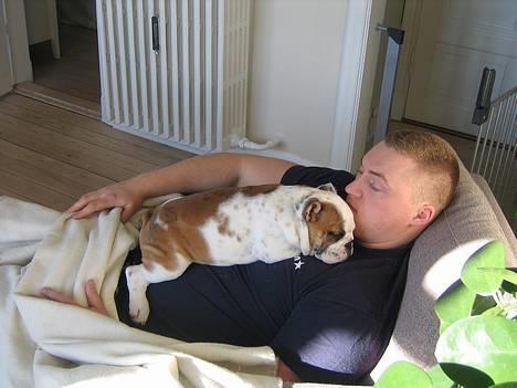 Engelsk bulldog Balder - det er nu altid godt at ligge lidt ved Far og få sig en "lille"lur billede 2